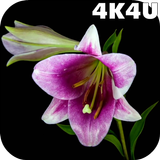 4K Flowers Video Live Wallpape icône