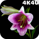 4K Flowers Video Live Wallpape APK