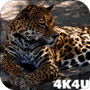 4K Jaguar Live Wallpaper APK