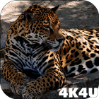4K Jaguar Live Wallpaper icône