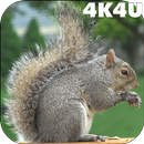 4K Park Squirrel Video Live Wa APK