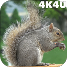 4K Park Squirrel Video Live Wa icône