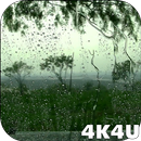 4K Rain Drops on Window Live Wallpaper APK