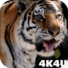 4K MightyTiger Video Live Wall-icoon