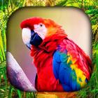 آیکون‌ Tropical Birds Wallpaper Live