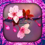 桜の花 壁紙 HD/3D/4K