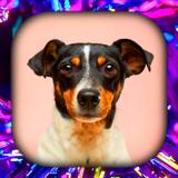 Dog Wallpaper Live HD/3D/4K