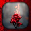Hoa Hồng Đỏ Hình Nền HD/3D/4K