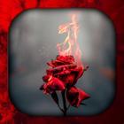 Czerwona Róża Tapety HD/3D/4K ikona