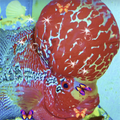 ”Flower Horn Live Wallpaper