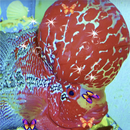 Flowerhorn Fish Live Wallpaper APK