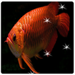 3D Arowana Live Wallpaper 2024