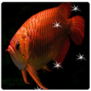 APK Arowana Live Wallpaper