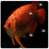 Arowana Live Wallpaper