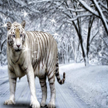 Bengal Tiger Live Wallpaper