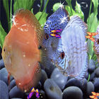 Discus Aquarium Live Wallpaper أيقونة