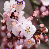 Sakura Live Wallpaper Zeichen