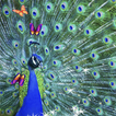 Peacock Live Wallpaper