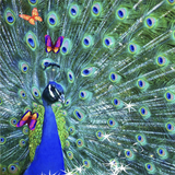 Peacock Live Wallpapers icône
