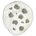 Cookie Clicker