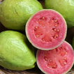 Guava Puzzle