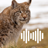 Lynx Hunting Calls APK