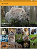 Lynx Sounds Affiche