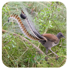 Lyrebird mimicking sounds calls أيقونة