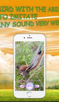 Lyrebird mimicking sounds calls تصوير الشاشة 1