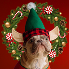 Merry Christmas Photo Editor icon