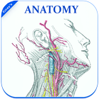 Gray's Anatomy biểu tượng