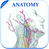 Gray's Anatomy - Atlas || Offline || Free ikon
