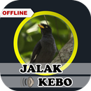 Suara Jalak Kebo Gacor Ampuh APK