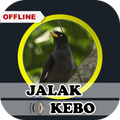 Suara Jalak Kebo Gacor Ampuh