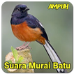 Suara Murai Batu Medan Pikat