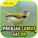 Suara Prenjak Lumut Gacor APK