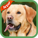 Labrador Wallpaper APK