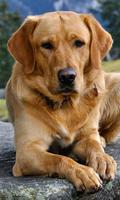 Labrador Wallpaper syot layar 1