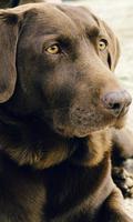 Labrador Wallpaper syot layar 2
