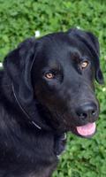 Labrador Wallpaper syot layar 3