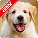 Labrador Retriever Wallpaper APK
