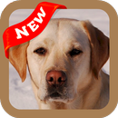 Labrador Retriever Wallpaper APK
