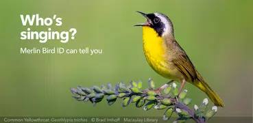 Merlin Bird ID by Cornell Lab