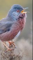 Merlin Bird ID تصوير الشاشة 1