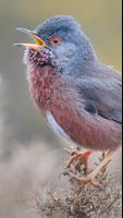 Merlin Bird ID capture d'écran 1