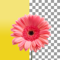 Background Remover - Bg Eraser