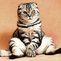 Cat Language Guide - Understand Cat Behavior