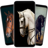 ”اجمل خلفيات الحصان