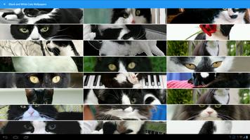 پوستر Black & White Cats Wallpapers