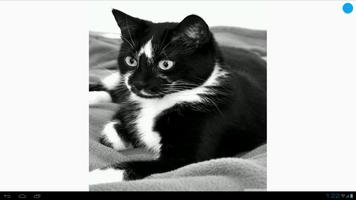 Black & White Cats Wallpapers captura de pantalla 1